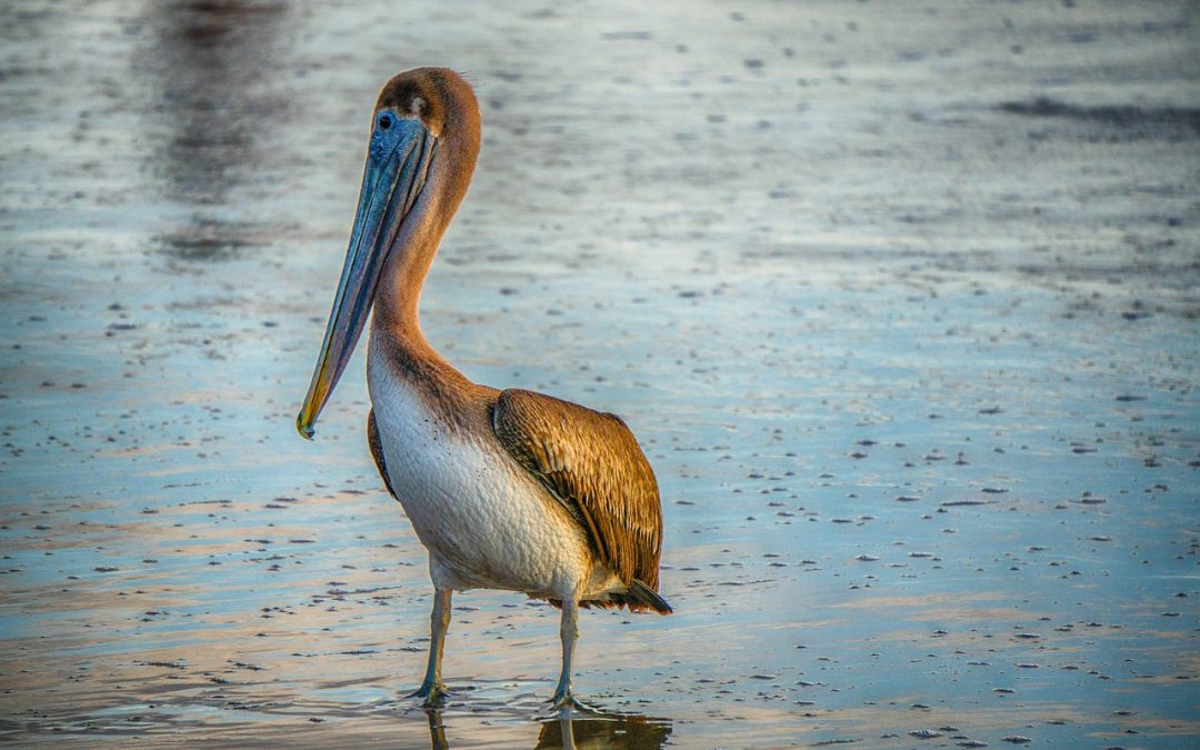 Tantangan dan Solusi Bea Cukai Hang Nadim di Era Digital 2025